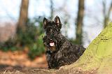 SCOTTISH TERRIER 062